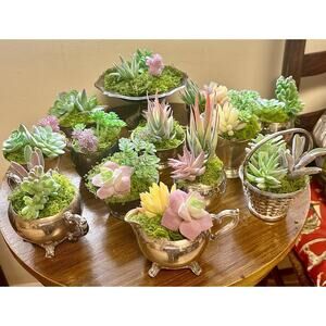 Vintage silver plate items with moss and succulents. 25.00 each